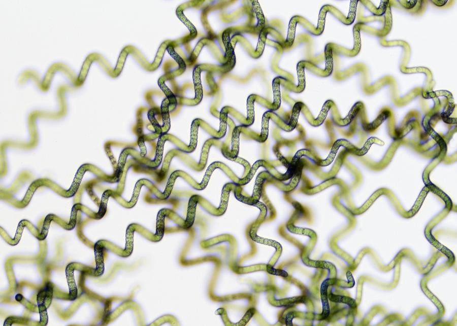 Tảo xoắn Spirulina dưới ống kính hiển vi