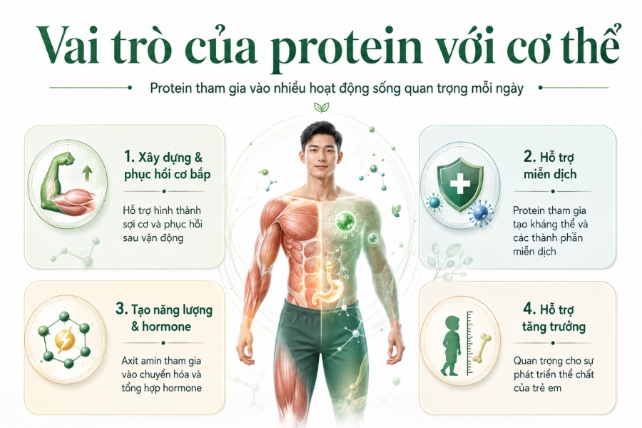 Protein là gì