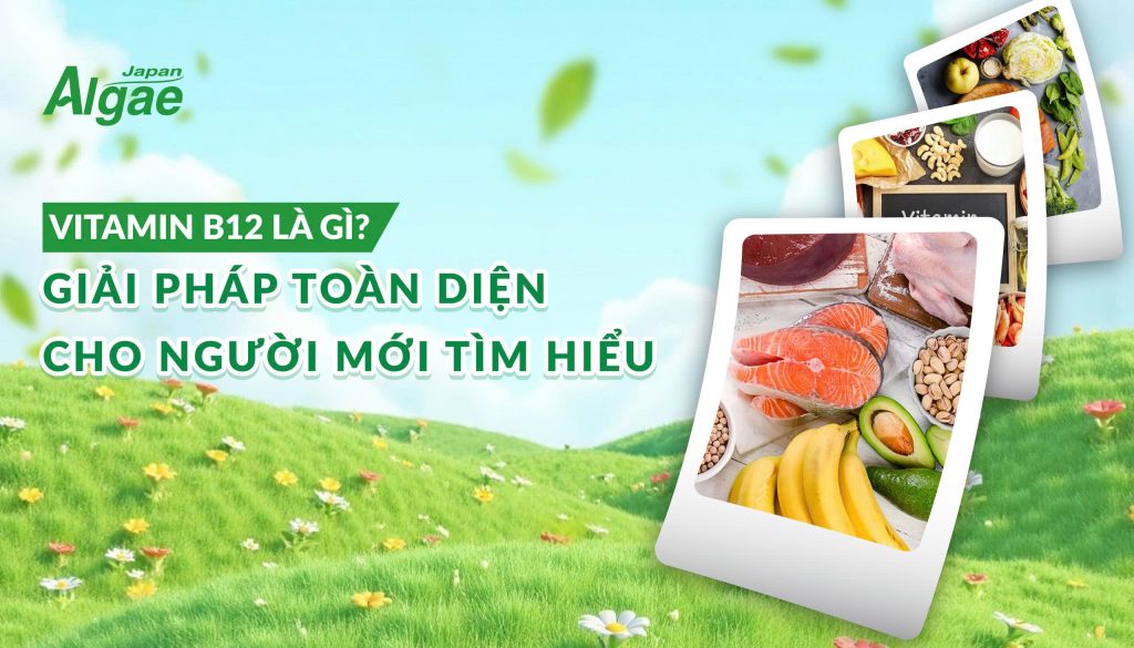 Vitamin B12 là gì, công dụng và các nguồn thực phẩm giàu vitamin B12