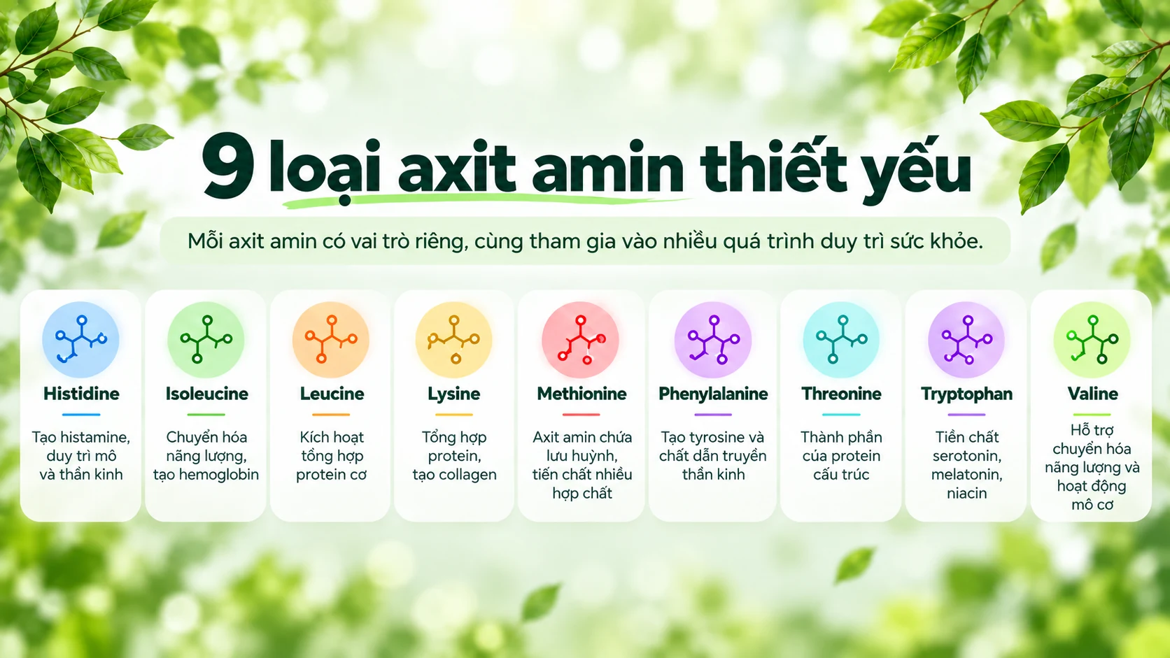 Infographic 9 loại axit amin thiết yếu và vai trò nổi bật của từng loại
