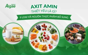Ảnh đại diện bài viết về axit amin thiết yếu, 9 loại và nguồn thực phẩm