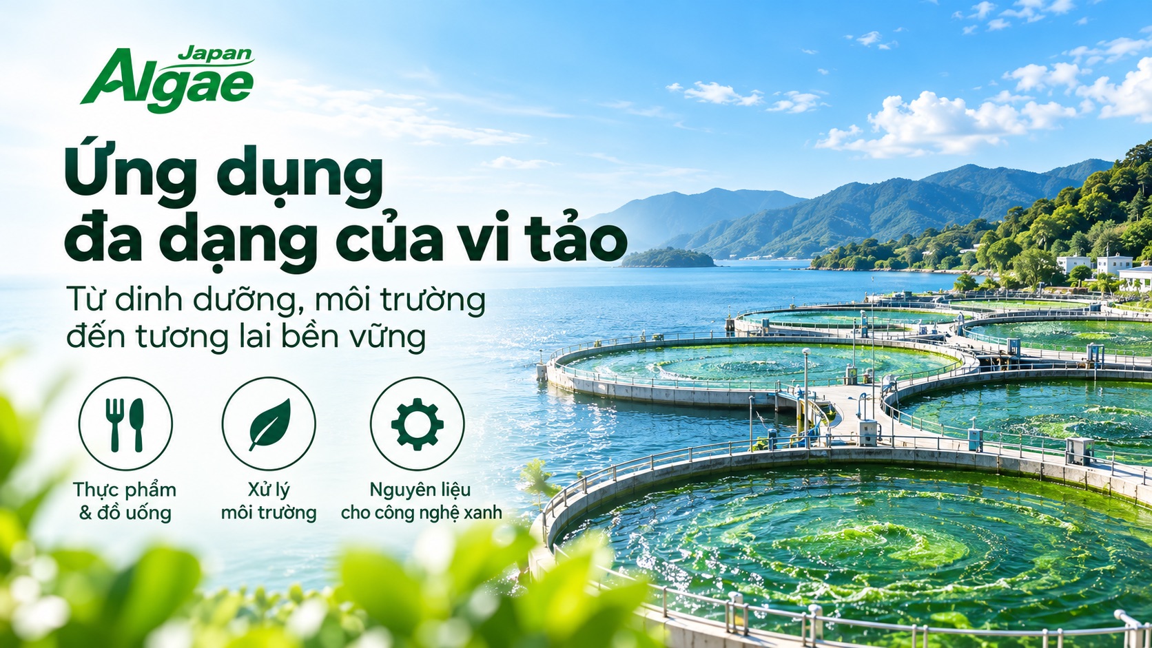 vi tảo